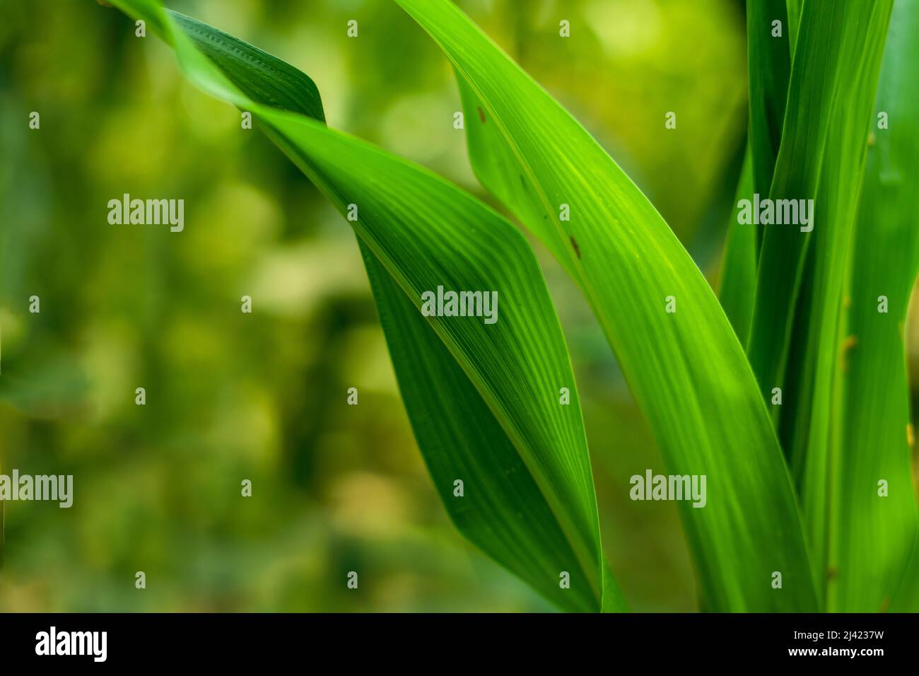 La feuille verte Zea mays, le maïs ou le maïs vert, la plante du maïs possède une simple tige de noeuds et d'entrenêles. Une paire de grandes feuilles s'étend de e Banque D'Images