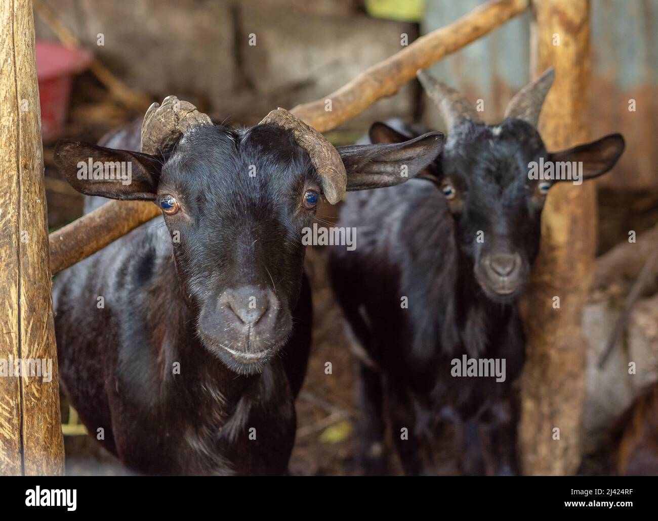Deux chèvres noires regardant la caméra dans une vieille ferme sale Banque D'Images