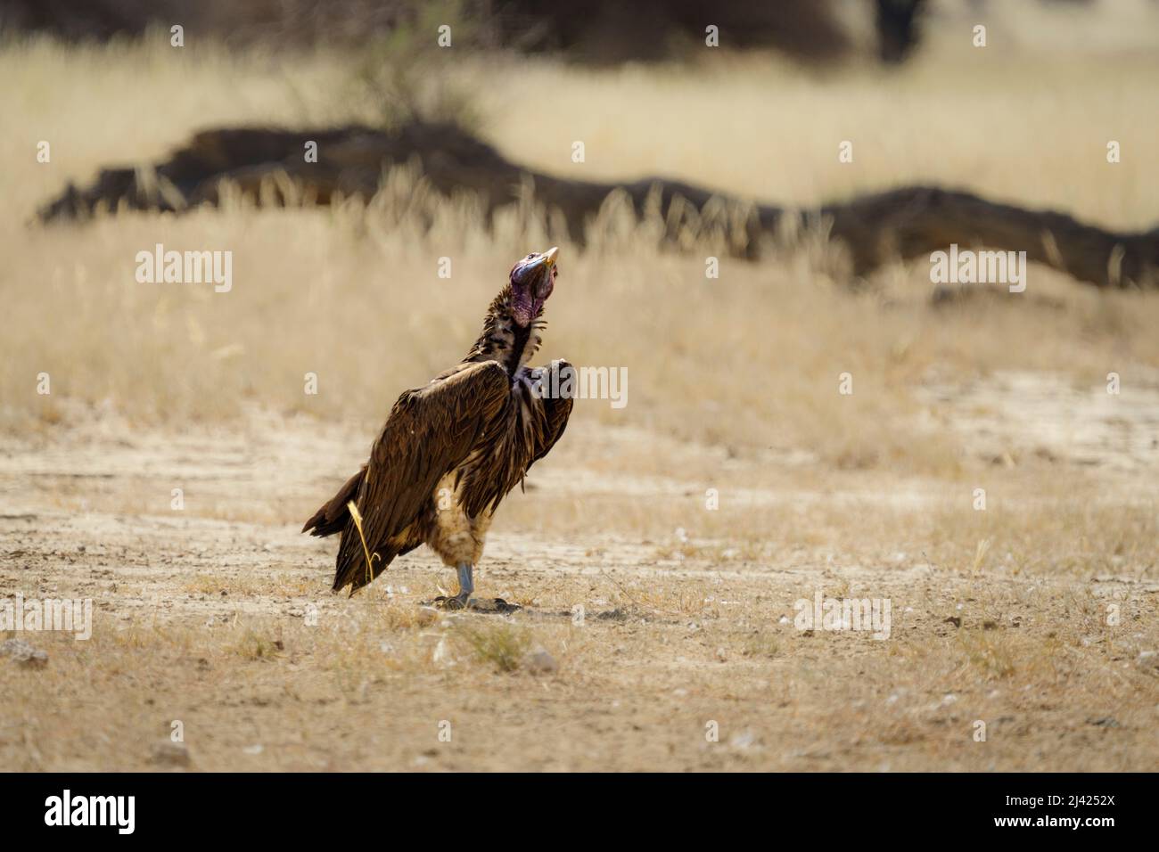 Le vautour à Lappet, le vautour du léopard (Torgos tracheliotos) est au sol. Kalahari, parc national de Kgalagadi, Afrique du Sud Banque D'Images