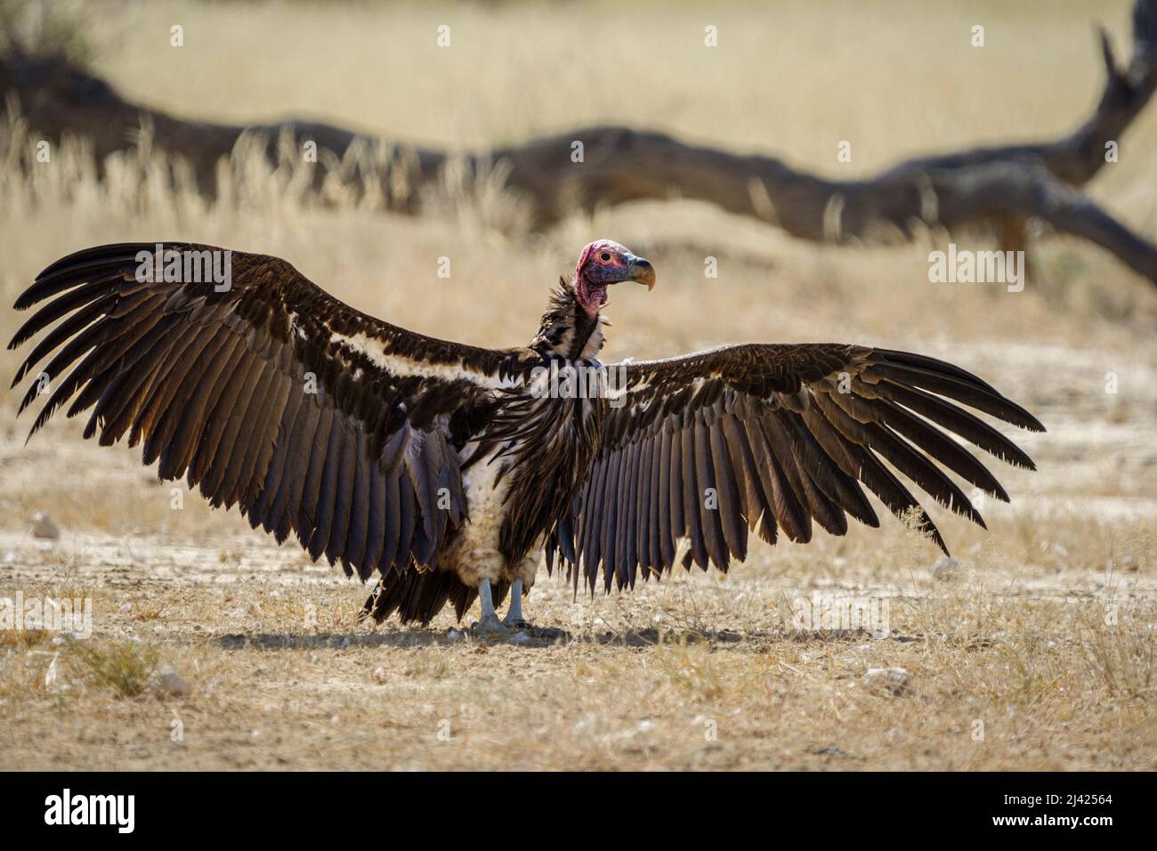 Vautour à Lappet, vautour de léopard (Torgos tracheliotos), ailes étalées. Kalahari, parc national de Kgalagadi, Afrique du Sud Banque D'Images