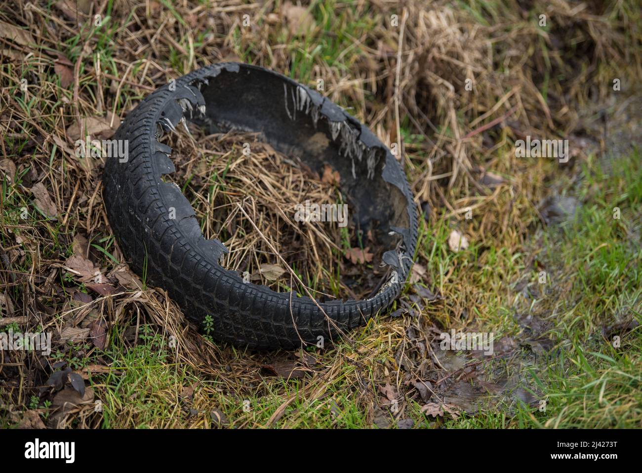 Vieux pneu de voiture en caoutchouc usagé jeté sur l'écosystème forestier brut, pollution de l'environnement. Banque D'Images