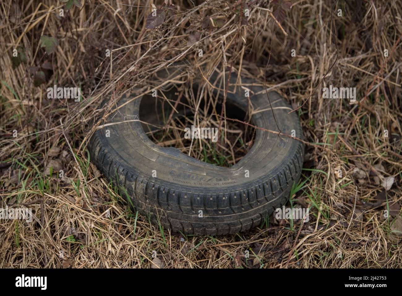 Vieux pneu de voiture en caoutchouc usagé jeté sur l'écosystème forestier brut, pollution de l'environnement. Banque D'Images