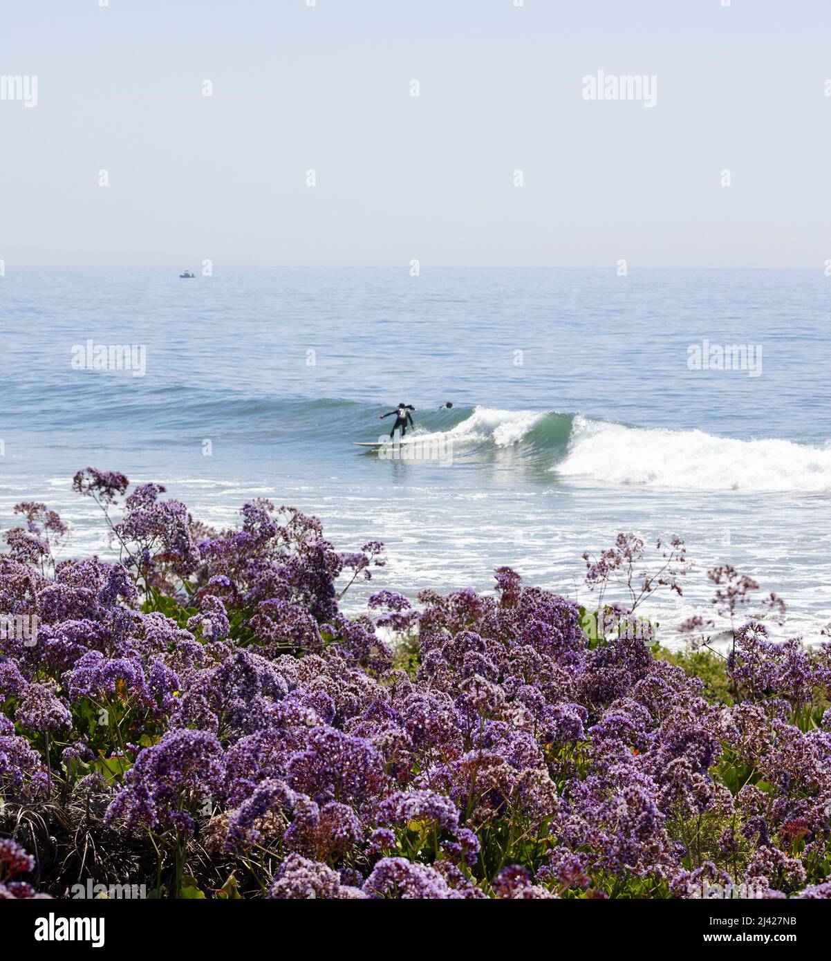 Surfeur attrapant une vague le long de Mussel Shoals en Californie Banque D'Images