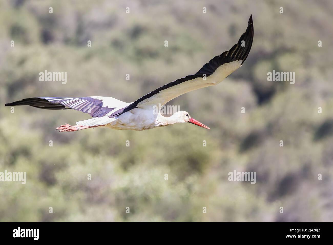 Ciconie blanche, Ciconia ciconia, à la mouche dans la forêt Banque D'Images