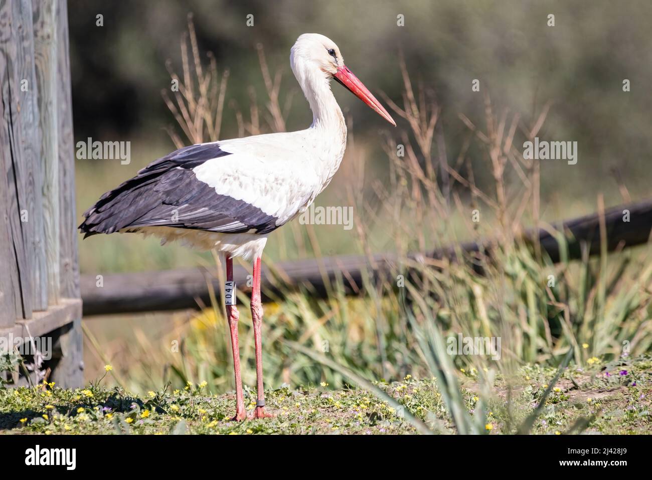 Ciconie blanche, Ciconia ciconia, dans la forêt Banque D'Images