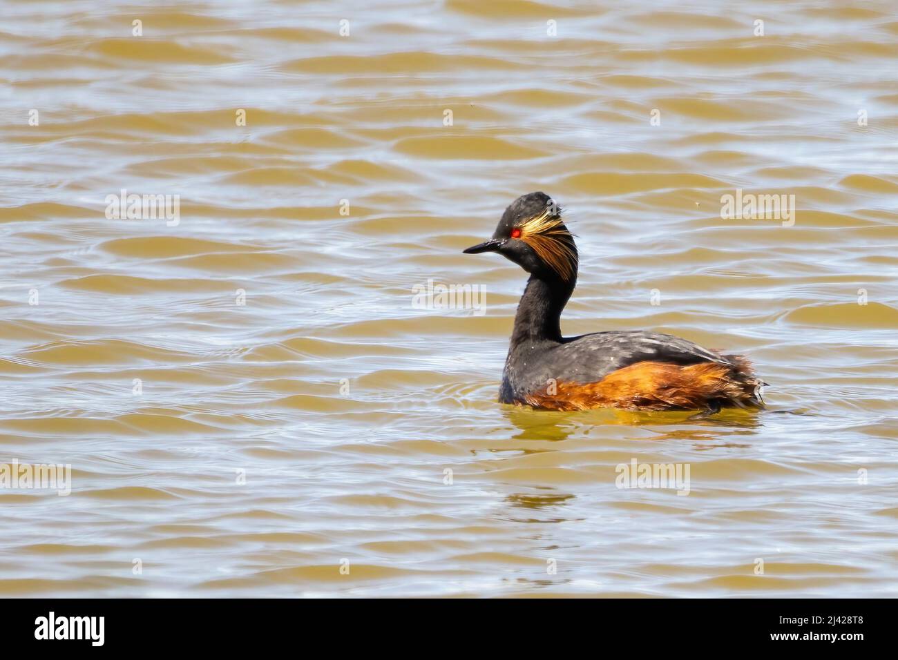 Grebe à col noir ou grebe élevé (Podiceps nigricollis) dans un étang Banque D'Images