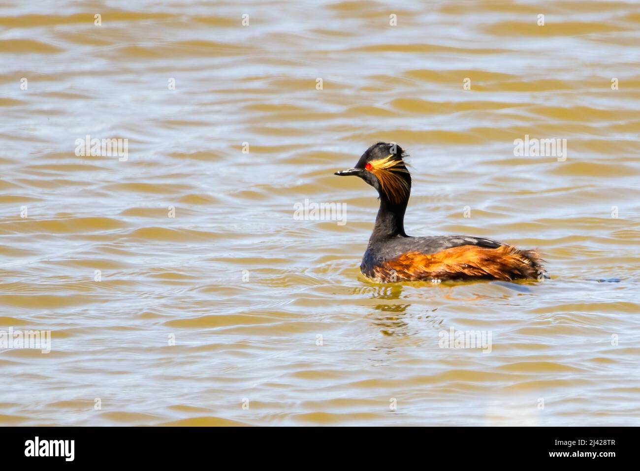Le grebe à col noir ou le grebe élevé (Podiceps nigricollis) Banque D'Images