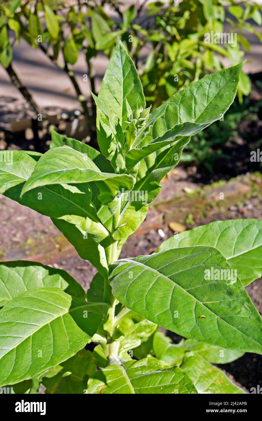 Plante de tabac (Nicotiana tabacum) sur le jardin Banque D'Images
