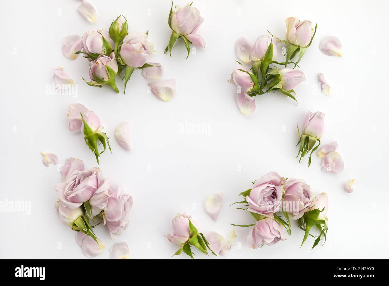 Cadre de roses et pétales sur fond blanc. Pose à plat. Banque D'Images