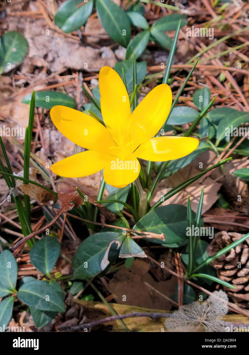 Gros plan d'un crocus jaune vif dans les feuilles mortes Banque D'Images