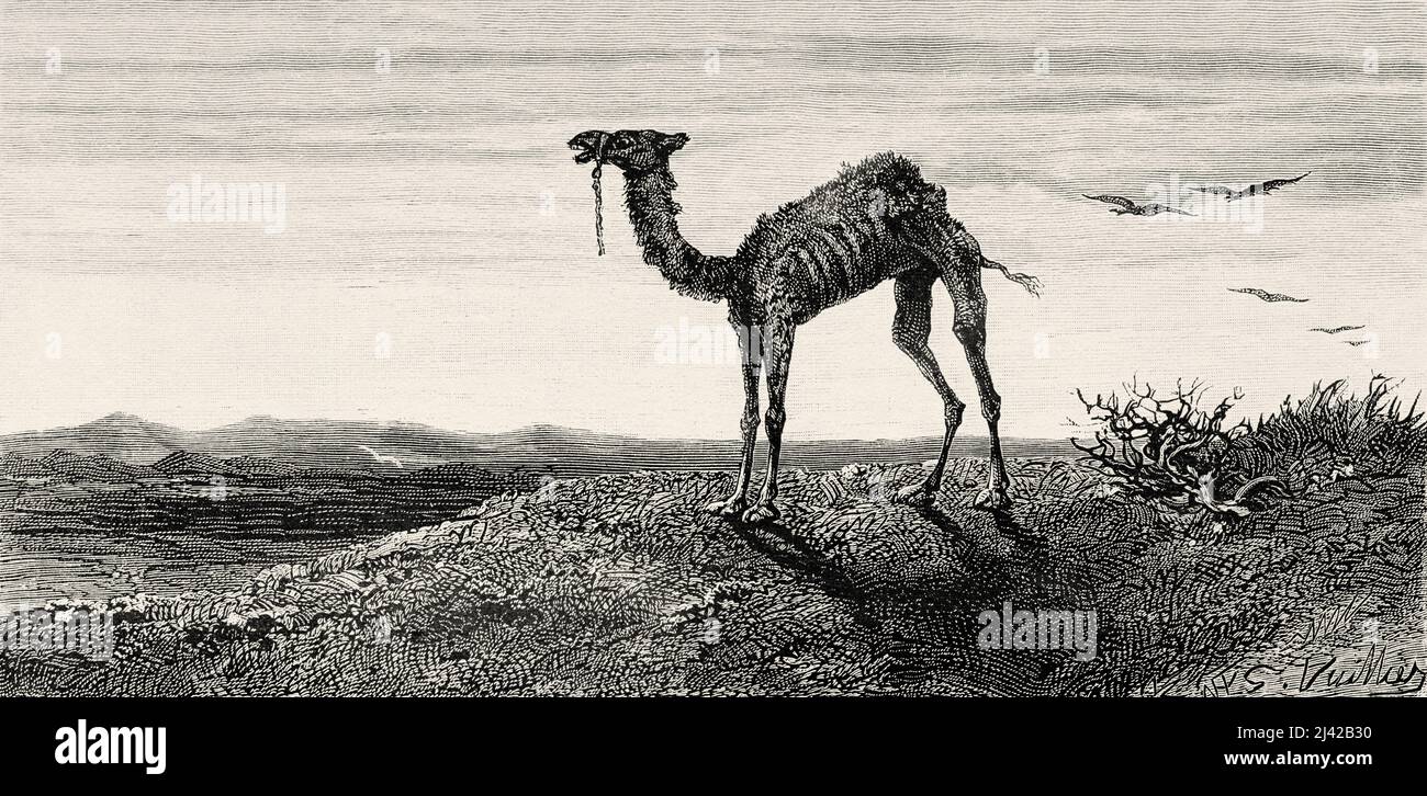 Anne Blunt Banque De Photographies Et D Images A Haute Resolution Alamy