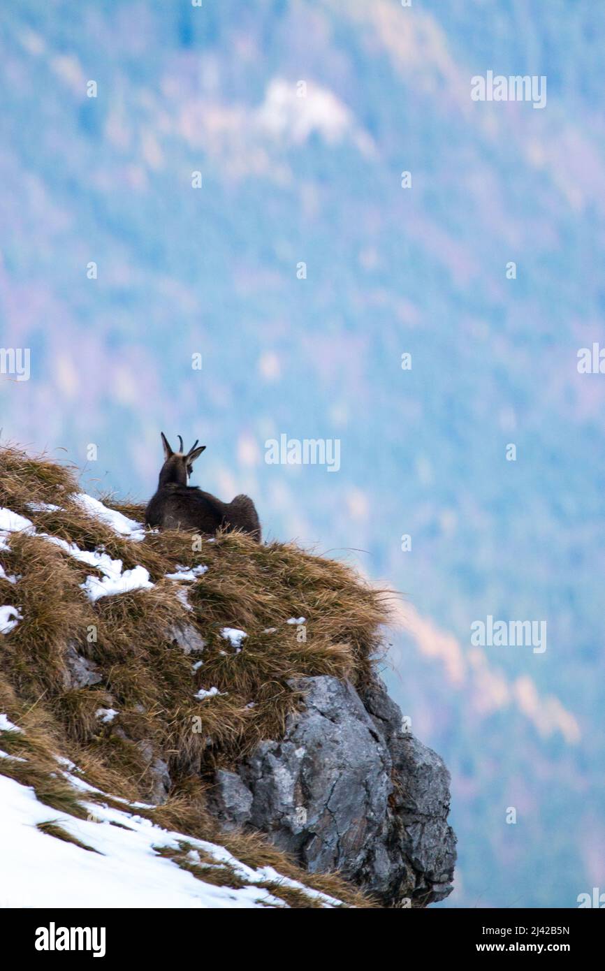 Le chamois se rafraîchit sur une falaise au mont Karwendel. Photo de haute qualité Banque D'Images