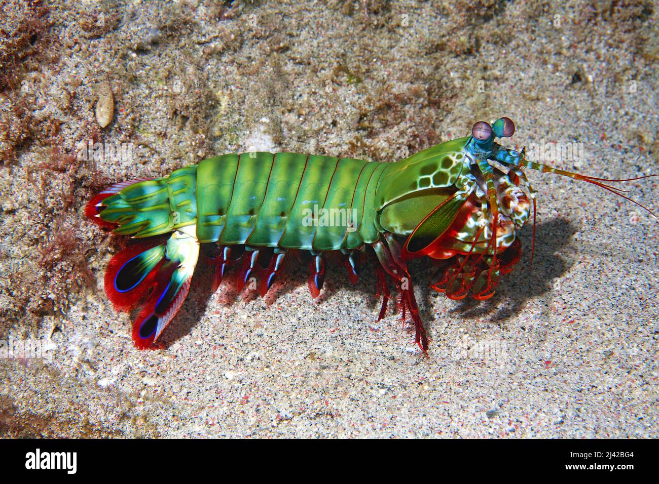 Crevettes mantis de Peacock (Odontodactylus scyllarus), Ari Atoll, Maldives, océan Indien, Asie Banque D'Images