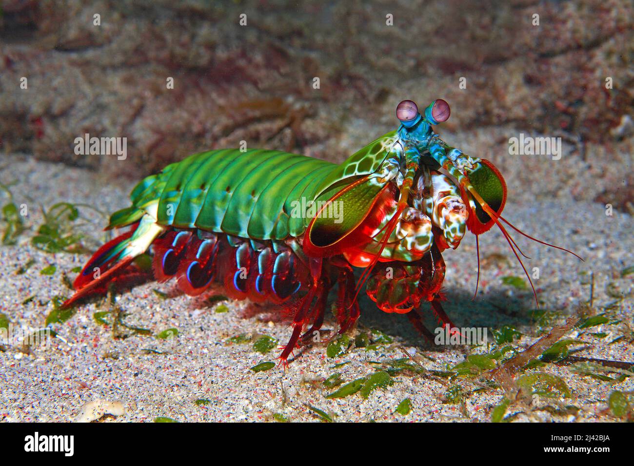 Crevettes mantis de Peacock (Odontodactylus scyllarus), Ari Atoll, Maldives, océan Indien, Asie Banque D'Images