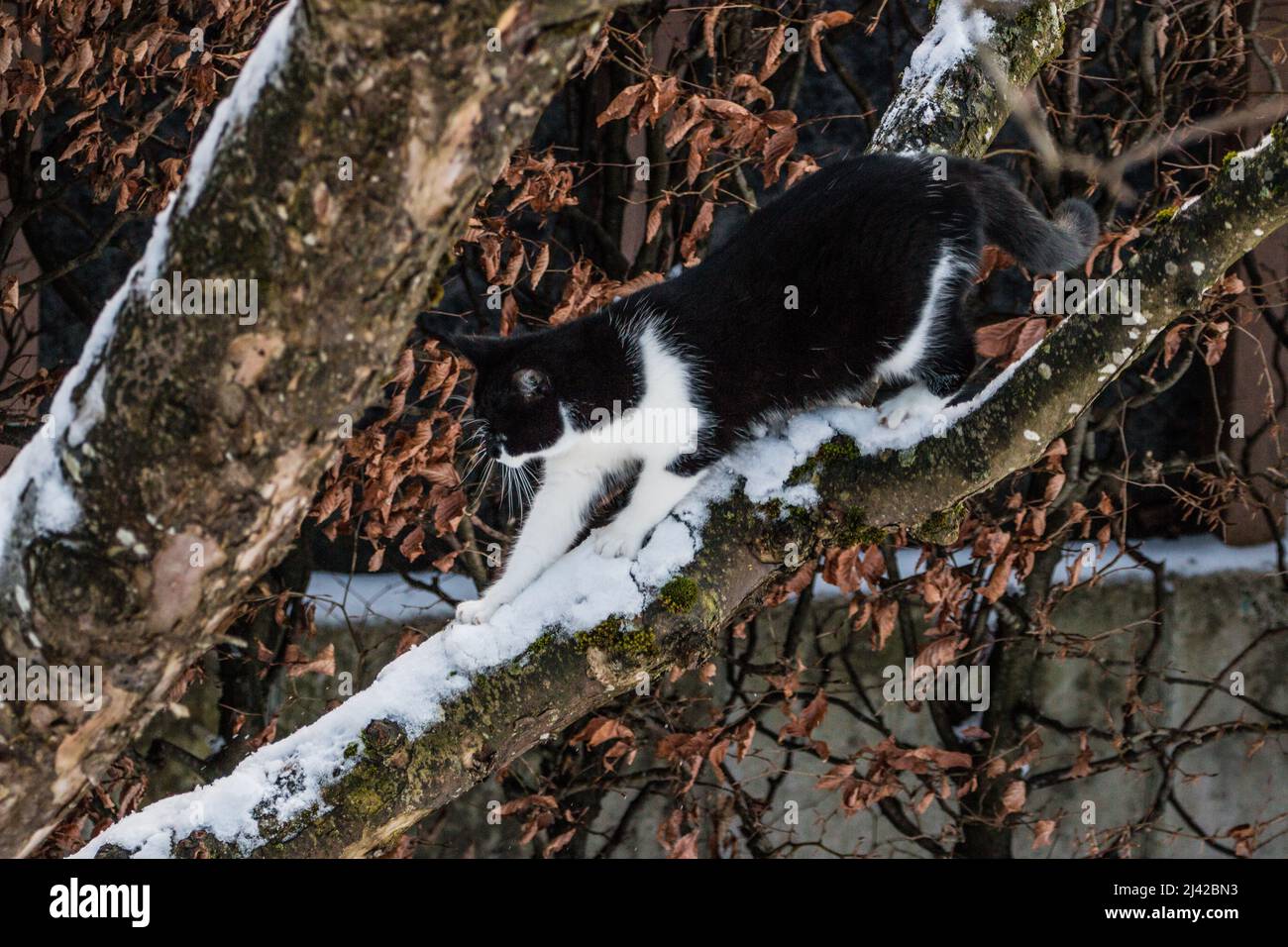 Le chat noir et blanc dans la neige de printemps est en train de grimper sur un arbre Banque D'Images