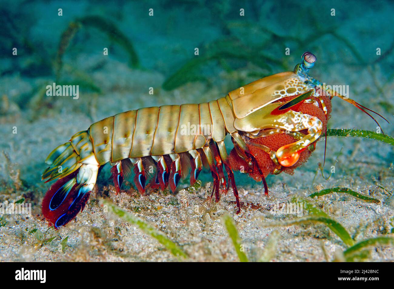 Crevettes mantis de Peacock (Odontodactylus scyllarus), Ari Atoll, Maldives, océan Indien, Asie Banque D'Images