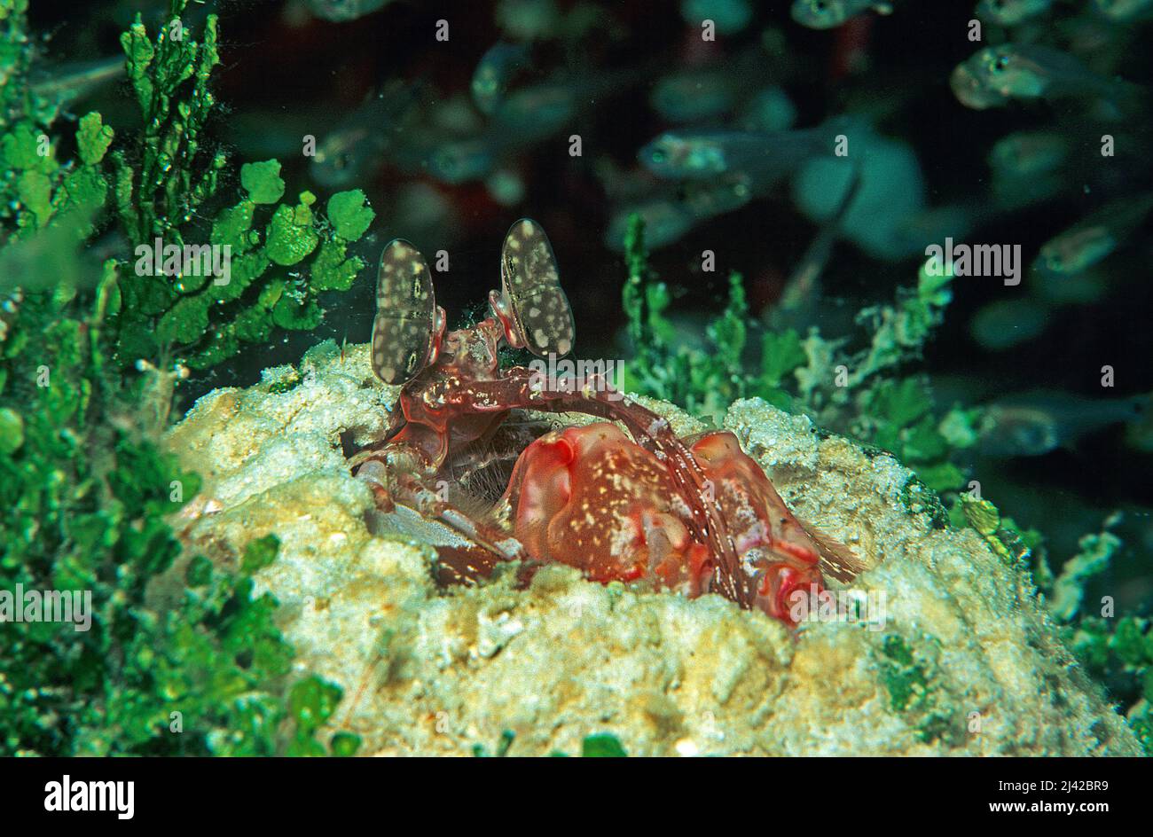 Crevettes (Lysiosquillina sp.), Ari Atoll, Maldives, océan Indien, Asie Banque D'Images