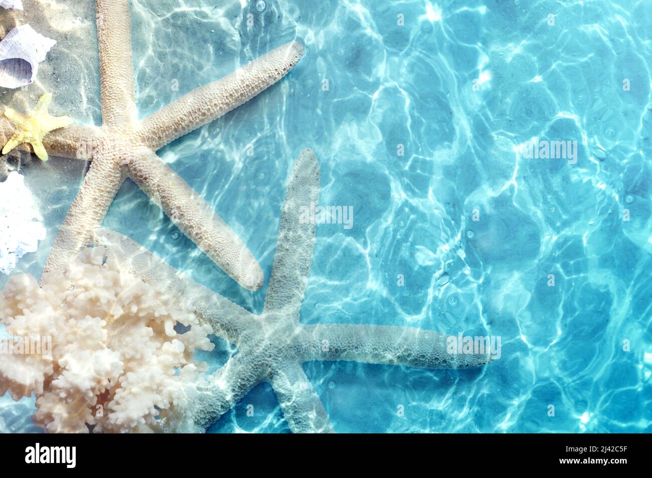 Étoile de mer sur la plage d'été dans l'eau de mer. Arrière-plan de l'été. L'heure d'été. Banque D'Images