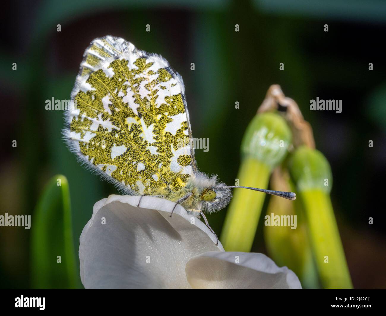 Ailes marbrées vertes d'un papillon à bout orange mâle sur une jonquille blanche, dans un jardin britannique. Banque D'Images