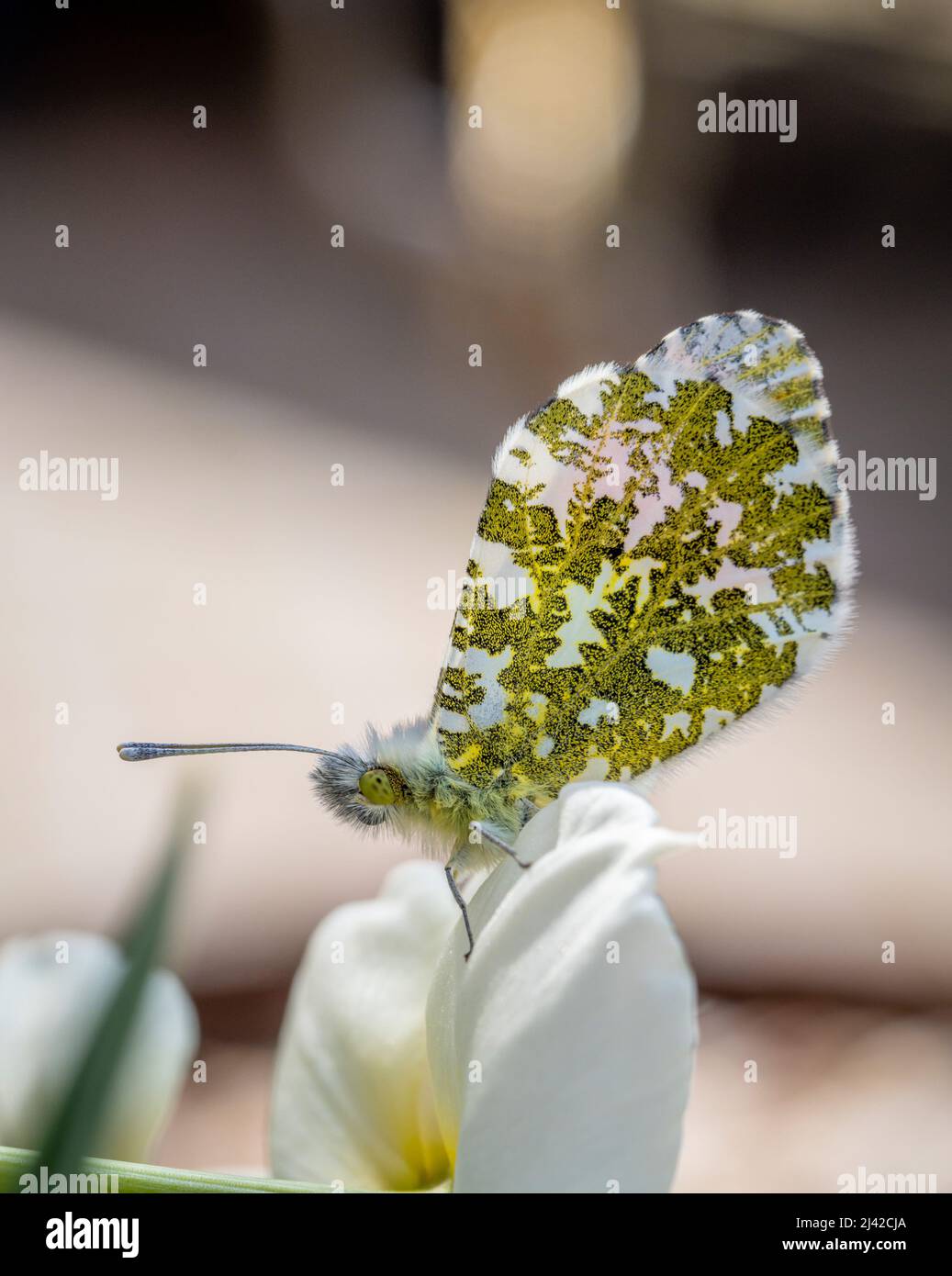 Ailes marbrées vertes d'un papillon à bout orange mâle sur une jonquille blanche, dans un jardin britannique. Banque D'Images