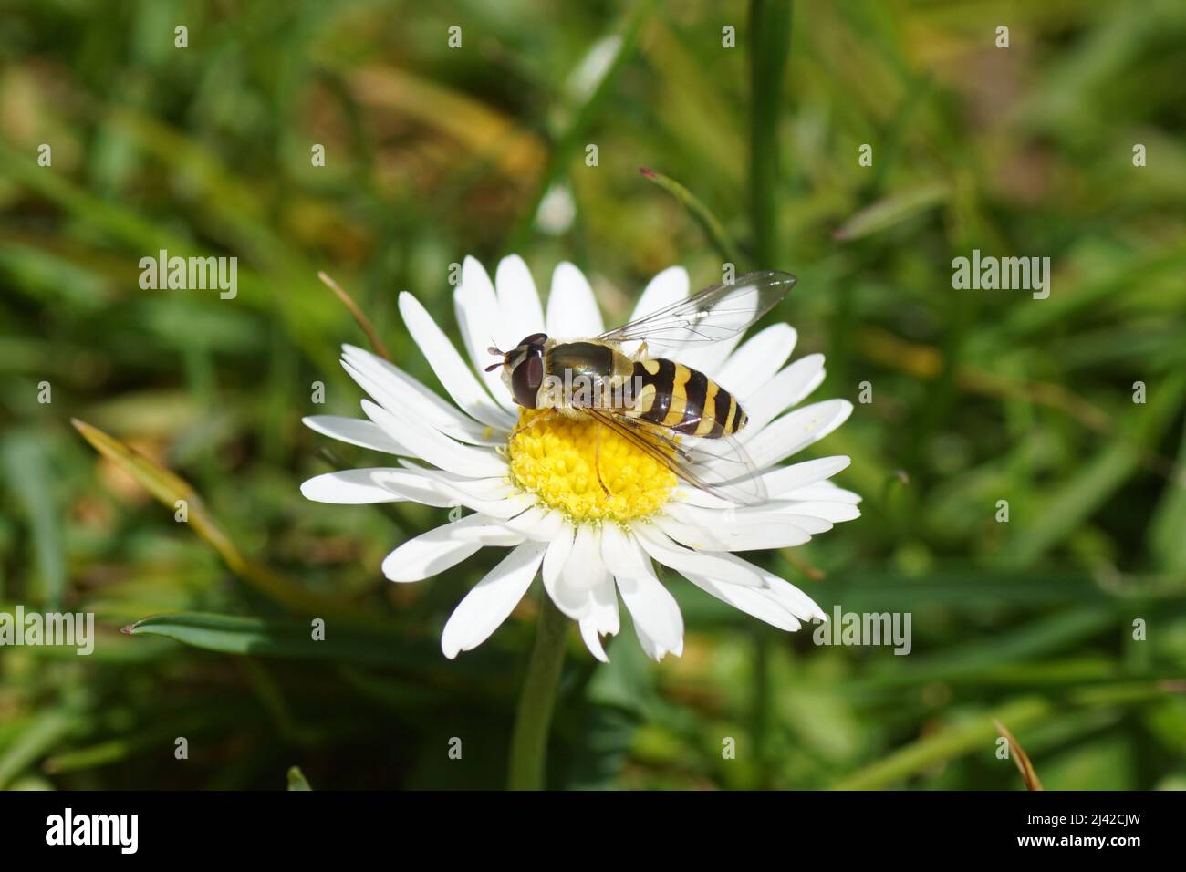 Gros plan l'aéroglisseur femelle Syrphus probablement Syrphus vitripennis, famille des Syrphidés, sur une fleur de la famille des Asteraceae, de la Marguerite commune Bellis perennis. Ressort Banque D'Images