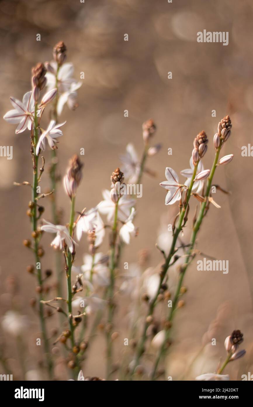 Fleurs dainty blanches et rougeâtres de l'Onion Weed Banque D'Images Fleurs dainty blanches et rougeâtres de l'Onion Weed Banque D'Images