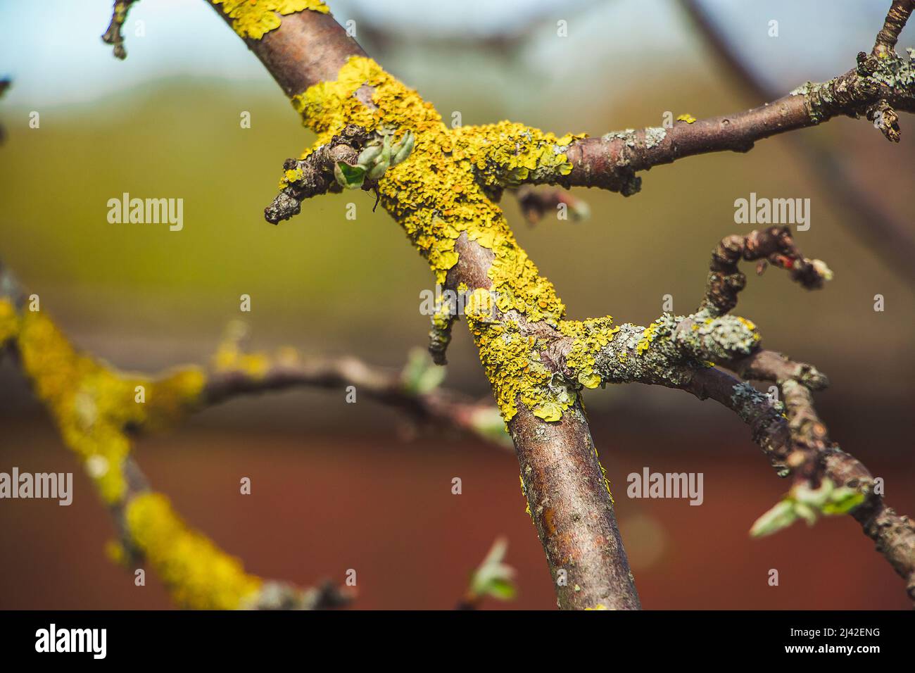 Lichen vert en gros plan sur la branche de l'arbre. Maladie des plantes. Banque D'Images