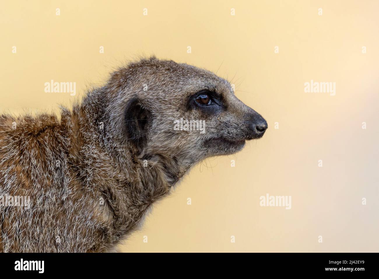 Jeune meerkat, Suricata suricata, profil latéral. Cette petite créature vit en paquets et est indigène à l'Afrique australe. Banque D'Images