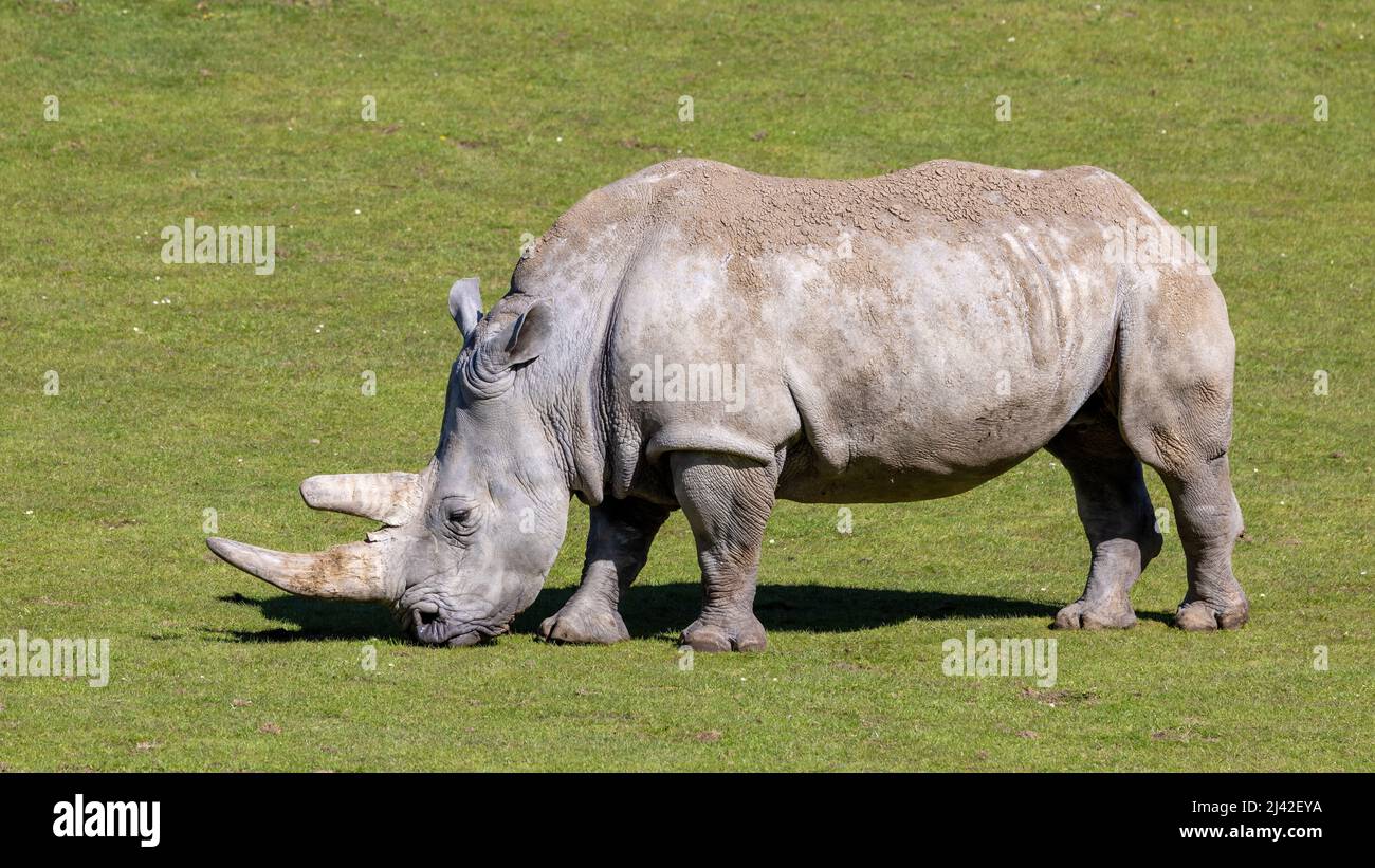 Profil latéral d'un rhinocéros blanc en pâturage, ceratotherium simum, autrement connu sous le nom de rhinocéros à lèvres carrées. Cette espèce est endémique à l'Afrique et est TH Banque D'Images