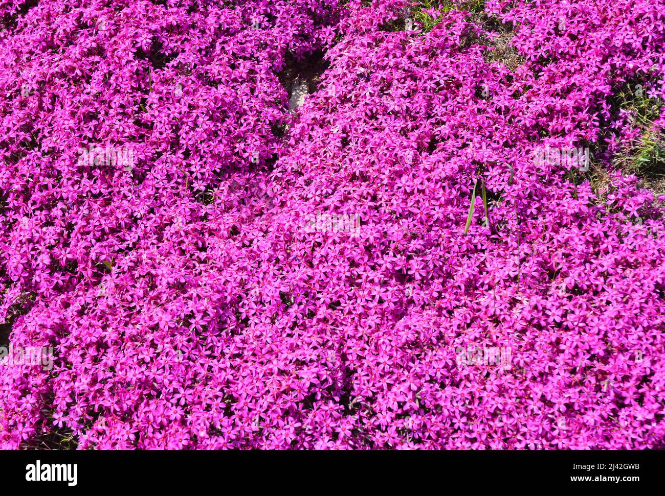 Phlox subulata Rose émeraude, fond de Phlox rampant. Un tapis de fleur rose de Phlox rampant. Banque D'Images