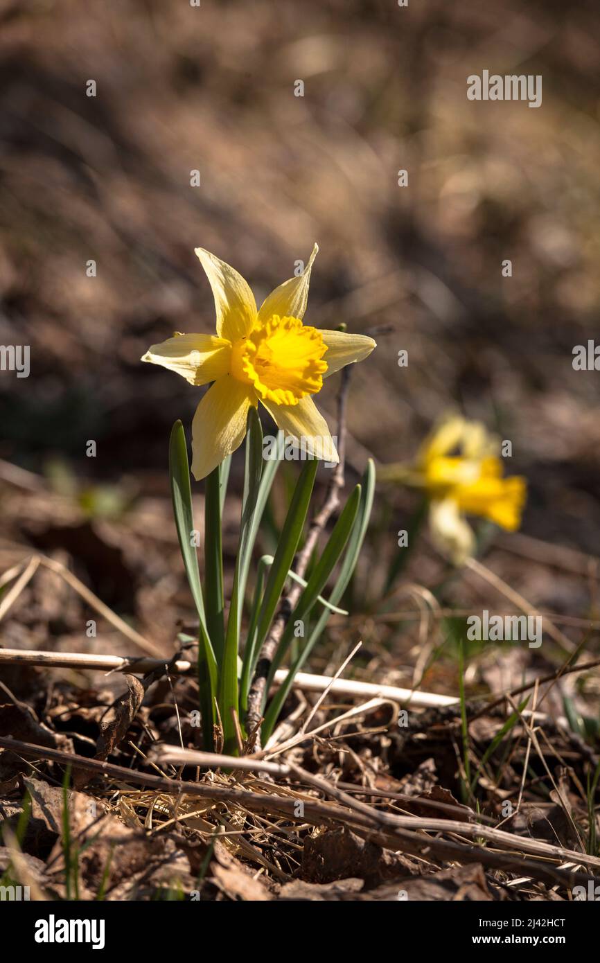 Les Narcisse sauvages poussent dans la réserve naturelle de la vallée de l'Oleftal près de Hellenthal dans la région de l'Eifel, Rhénanie-du-Nord-Westphalie, Allemagne. wilde Narzissen wachsen Banque D'Images