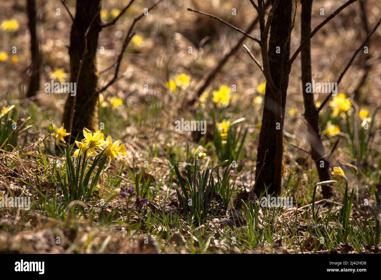 Les Narcisse sauvages poussent dans la réserve naturelle de la vallée de l'Oleftal près de Hellenthal dans la région de l'Eifel, Rhénanie-du-Nord-Westphalie, Allemagne. wilde Narzissen wachsen Banque D'Images