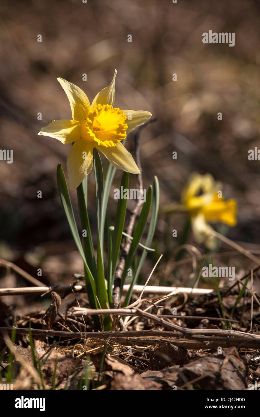 Les Narcisse sauvages poussent dans la réserve naturelle de la vallée de l'Oleftal près de Hellenthal dans la région de l'Eifel, Rhénanie-du-Nord-Westphalie, Allemagne. wilde Narzissen wachsen Banque D'Images