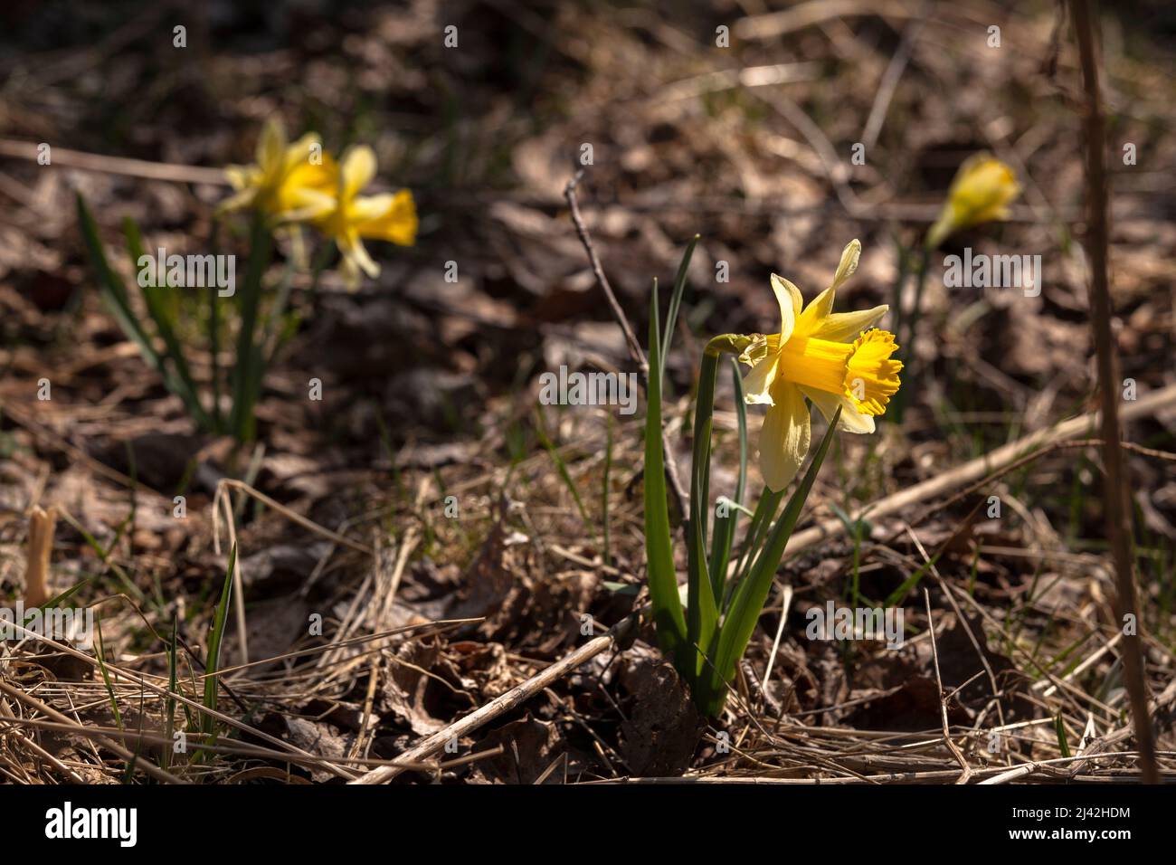 Les Narcisse sauvages poussent dans la réserve naturelle de la vallée de l'Oleftal près de Hellenthal dans la région de l'Eifel, Rhénanie-du-Nord-Westphalie, Allemagne. wilde Narzissen wachsen Banque D'Images