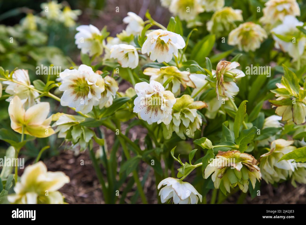 Hellebores Rhs Helleborus x hybridus double ellen white Banque de photographies et d ...