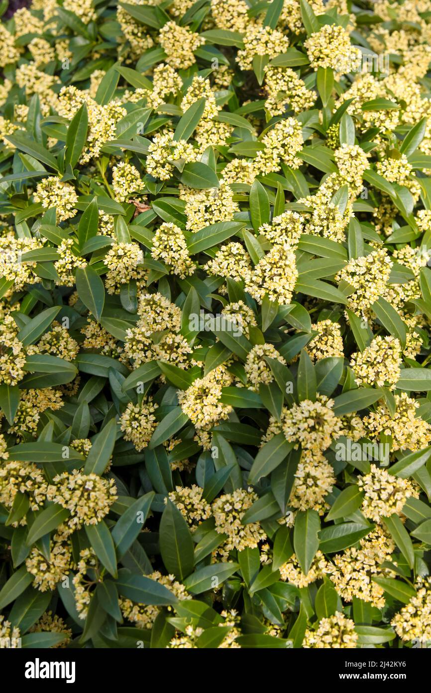 Skimmia x confisa 'Kew Green' à RHS Garden Wisley, Surrey, Angleterre, Royaume-Uni, 2022 avril Banque D'Images