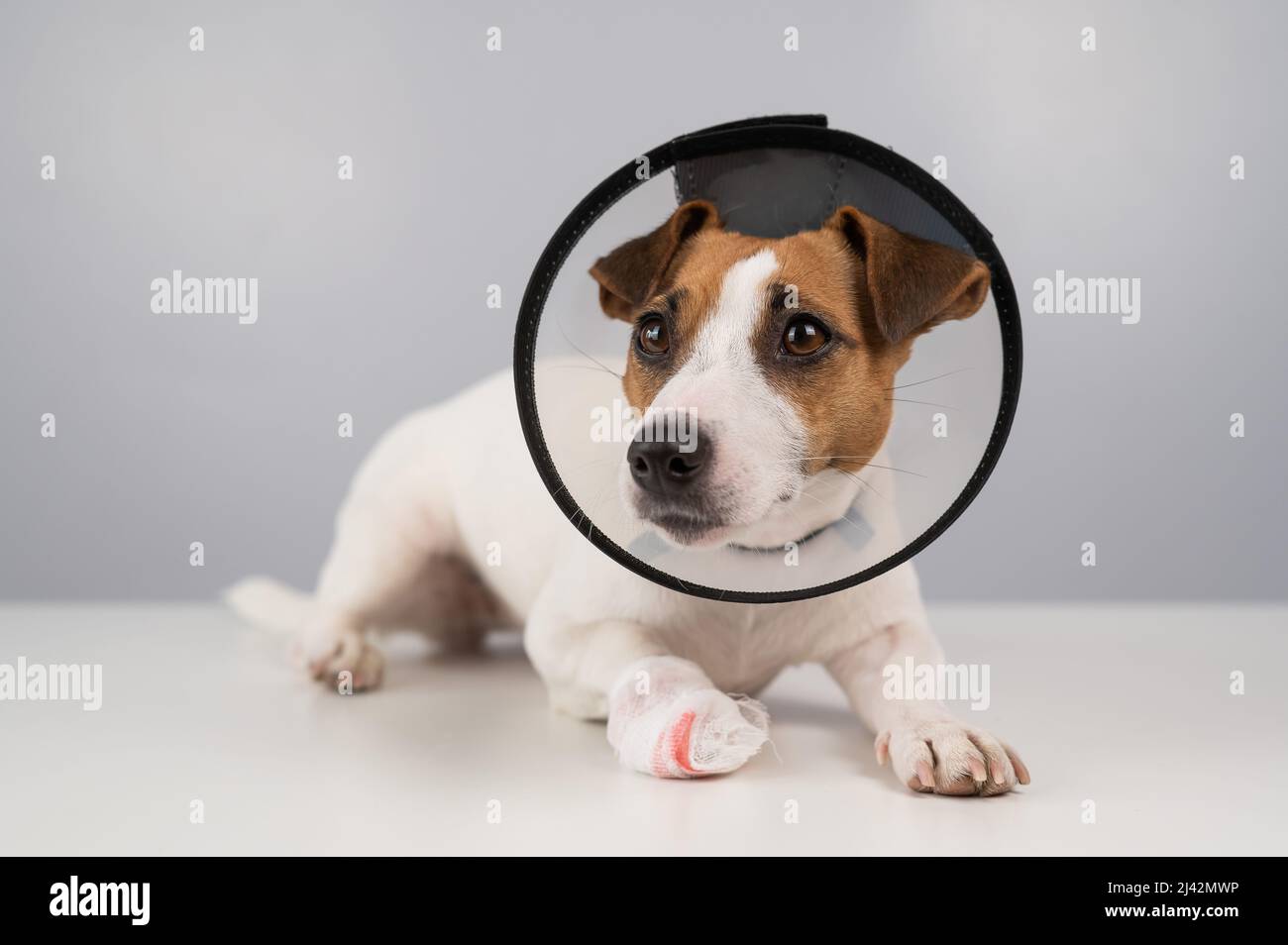 Chien Jack Russell Terrier avec patte à bandage dans un col conique. Banque D'Images