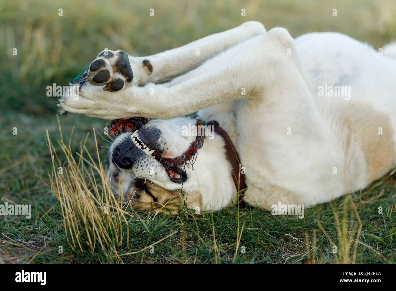 Le berger asiatique se trouve dans la prairie à l'arrière, tenant une corde dans ses pattes et essayant de la morder. Banque D'Images