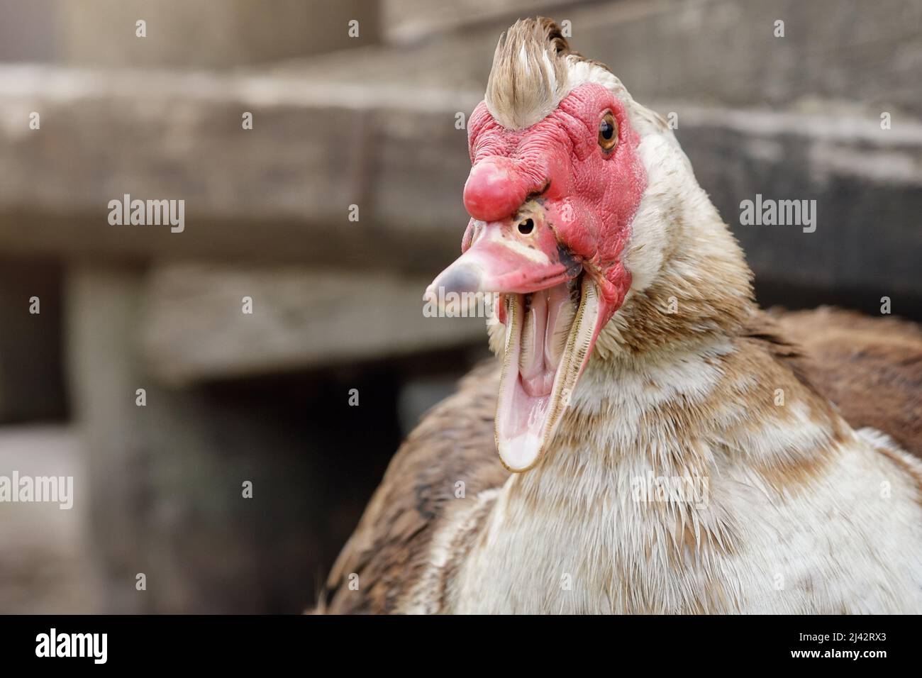 Un portrait en gros plan d'un homme de canard musqué blanc brunâtre. L'oiseau est en colère, siffle, ouvrant son bec et montrant ses dents. Banque D'Images