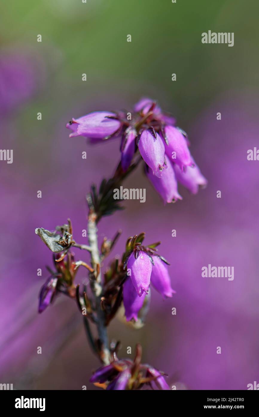 Fleur de bruyère (Erica cinerea), Dorset heathland, Royaume-Uni, juin. Banque D'Images