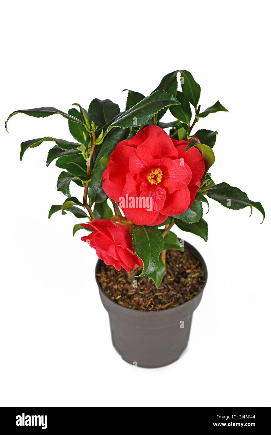 Fleur rouge Camellia Japonica en pot sur fond blanc Banque D'Images