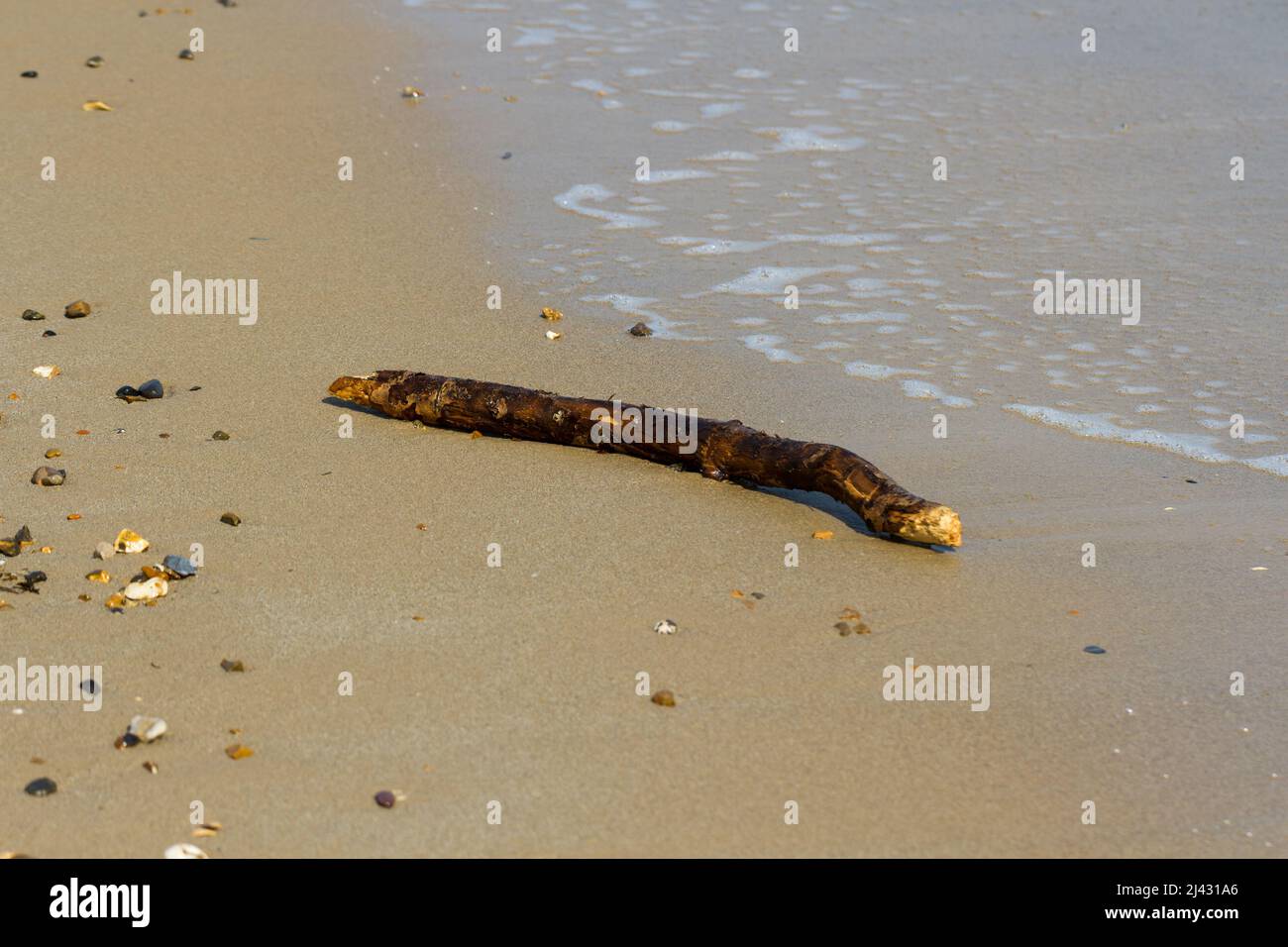 Un morceau de bois flotté lavé sur la plage de Swanage à Dorset, en Angleterre. Banque D'Images