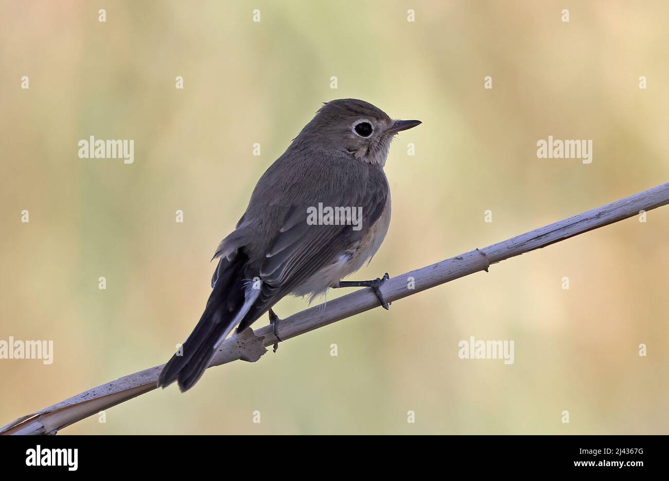 Flycatcher à poitrine rouge (Ficedula parva) adulte perché sur le roseau Oman Décembre Banque D'Images