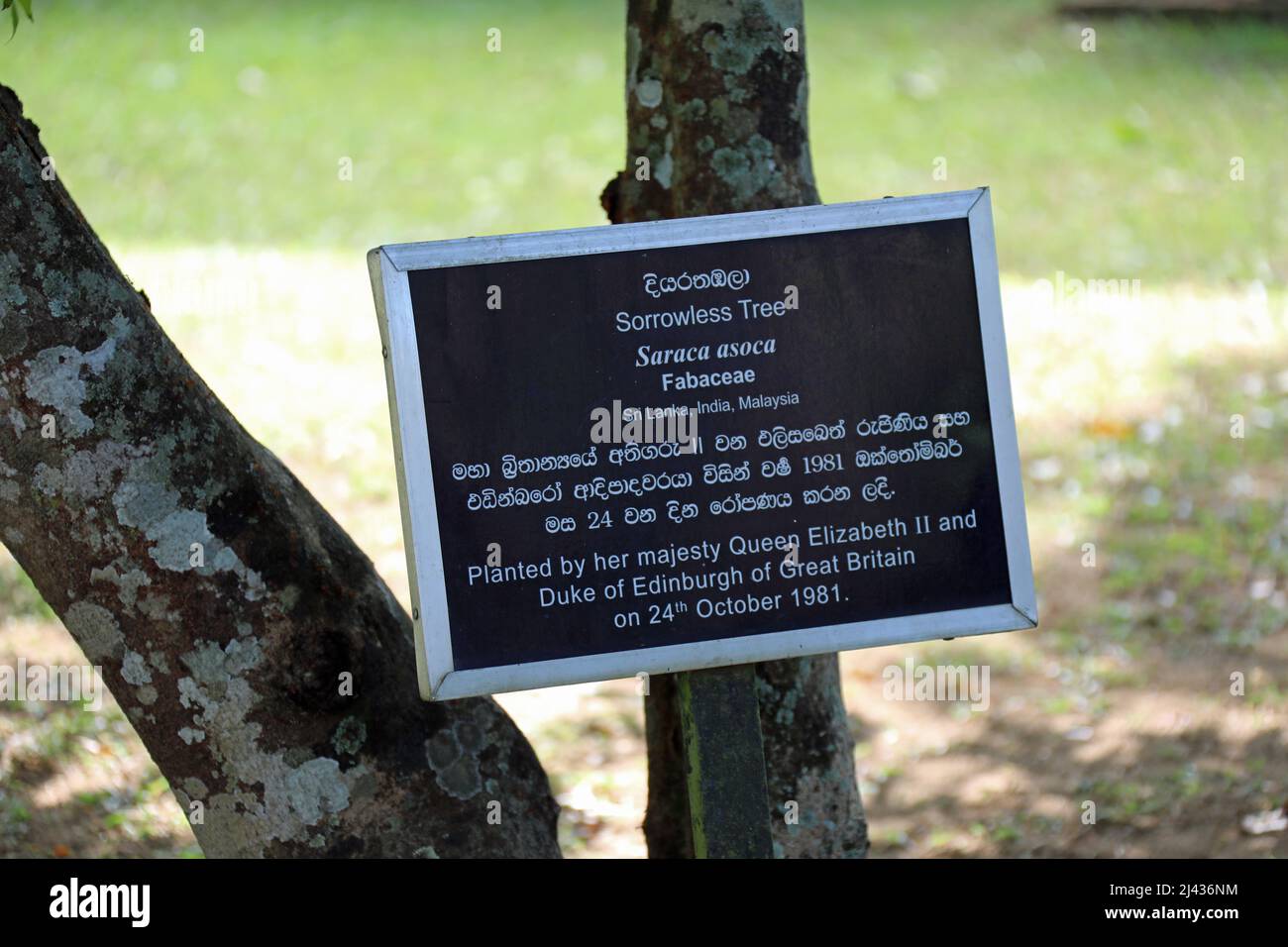 Arbre sans Sorrowless au Royal Botanical Gardens au Sri Lanka Banque D'Images