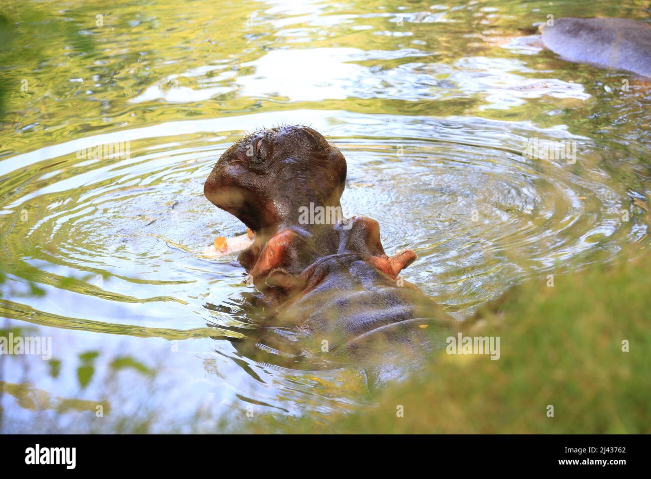 Hippo dans l'eau Banque D'Images