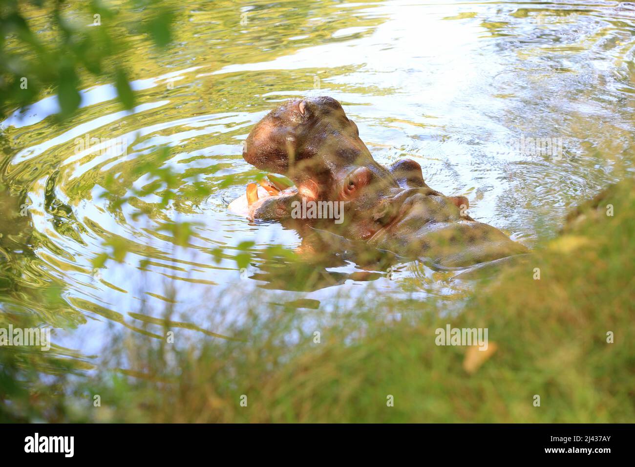Hippo dans l'eau Banque D'Images