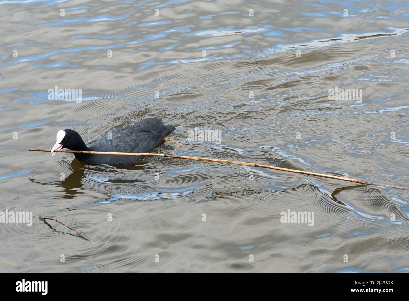 Un coot (Fulica atra) nageant sur un lac apportant du matériel de nidification, un long bâton, pour construire un nid au printemps, au Royaume-Uni Banque D'Images