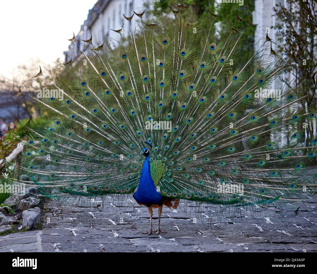 Portrait de belles plumes de paon avec Banque D'Images