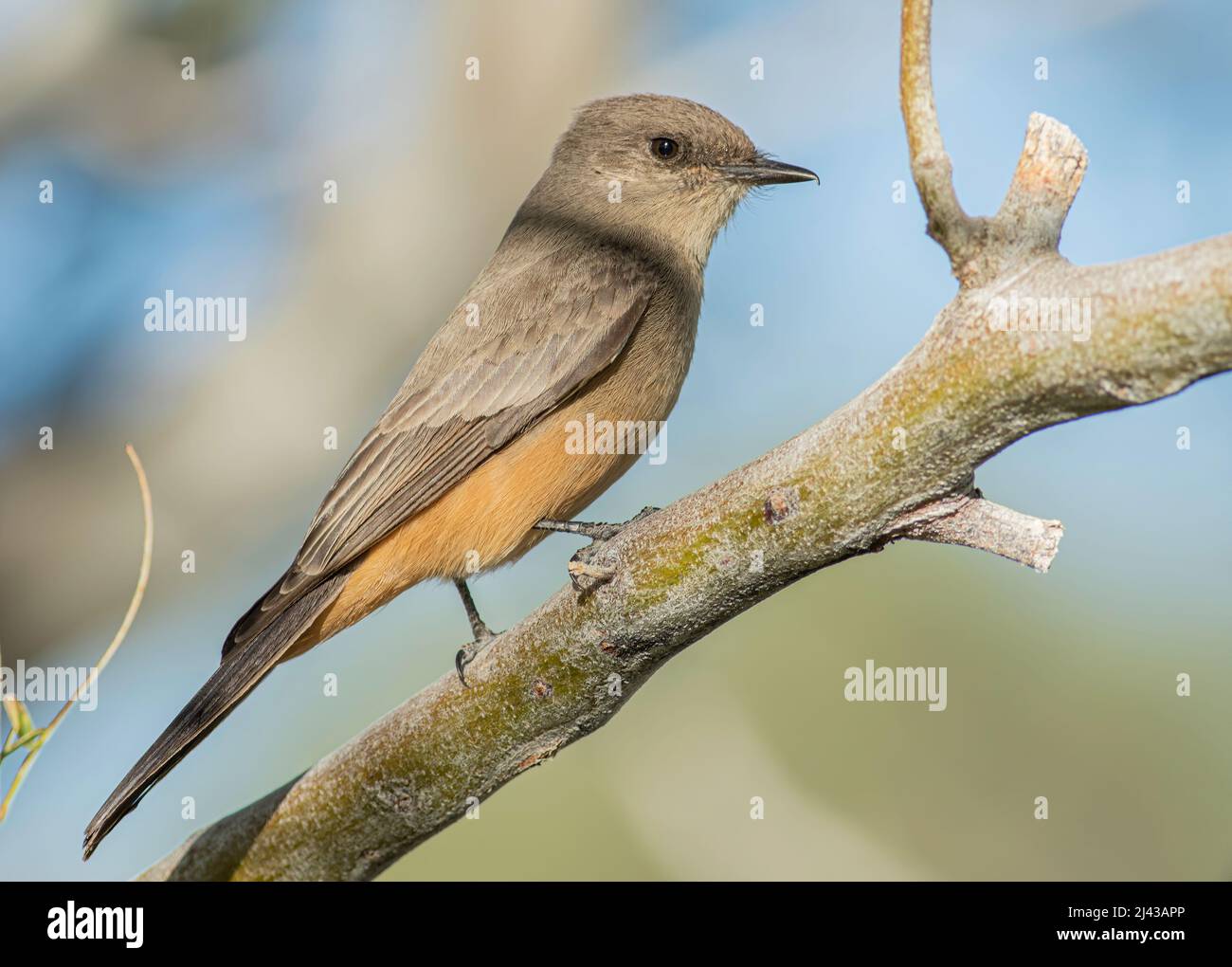 Un oiseau phoebe de Say perché sur un membre d'arbre. Banque D'Images