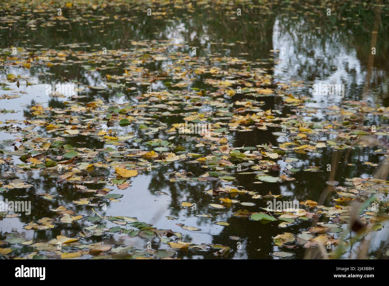 Feuilles d'automne tombées sur la surface calme de l'eau. Scène décorative de la saison d'automne dans la nature sauvage comme une belle vue de la surface de l'étang. Un naturel Banque D'Images